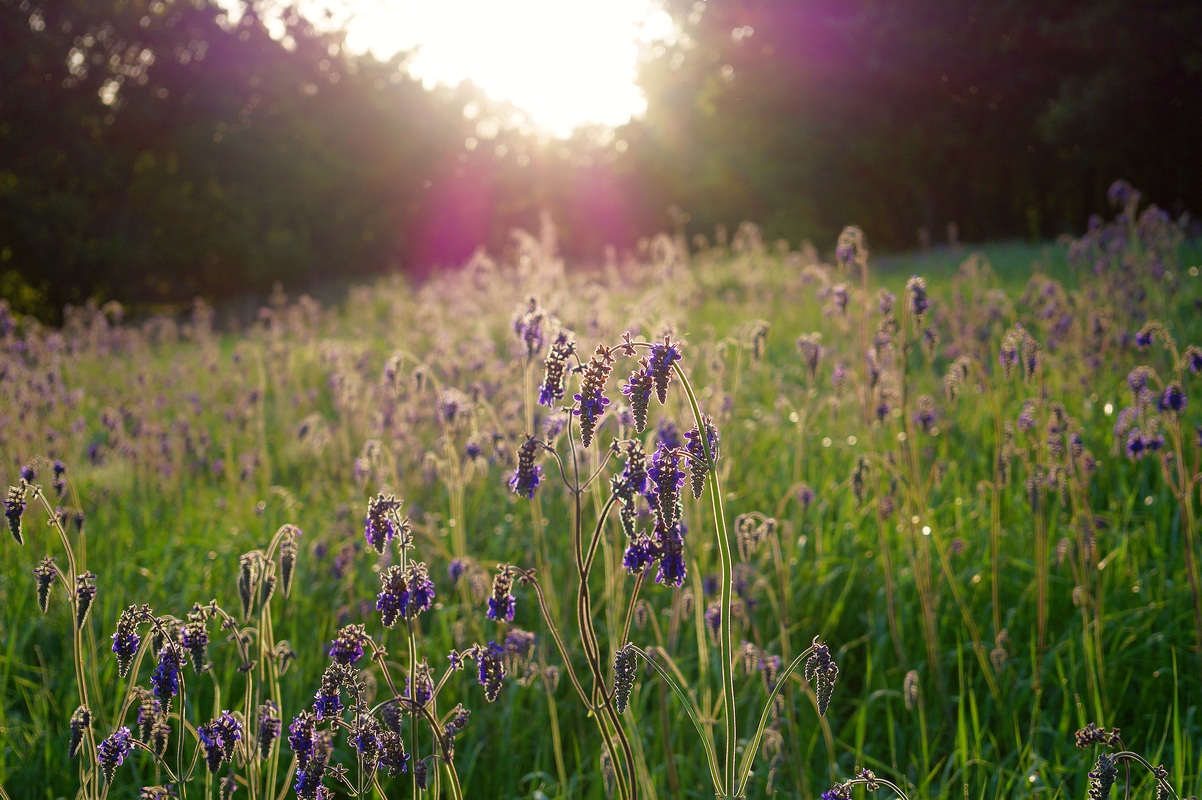 Изображение особи Salvia nutans.