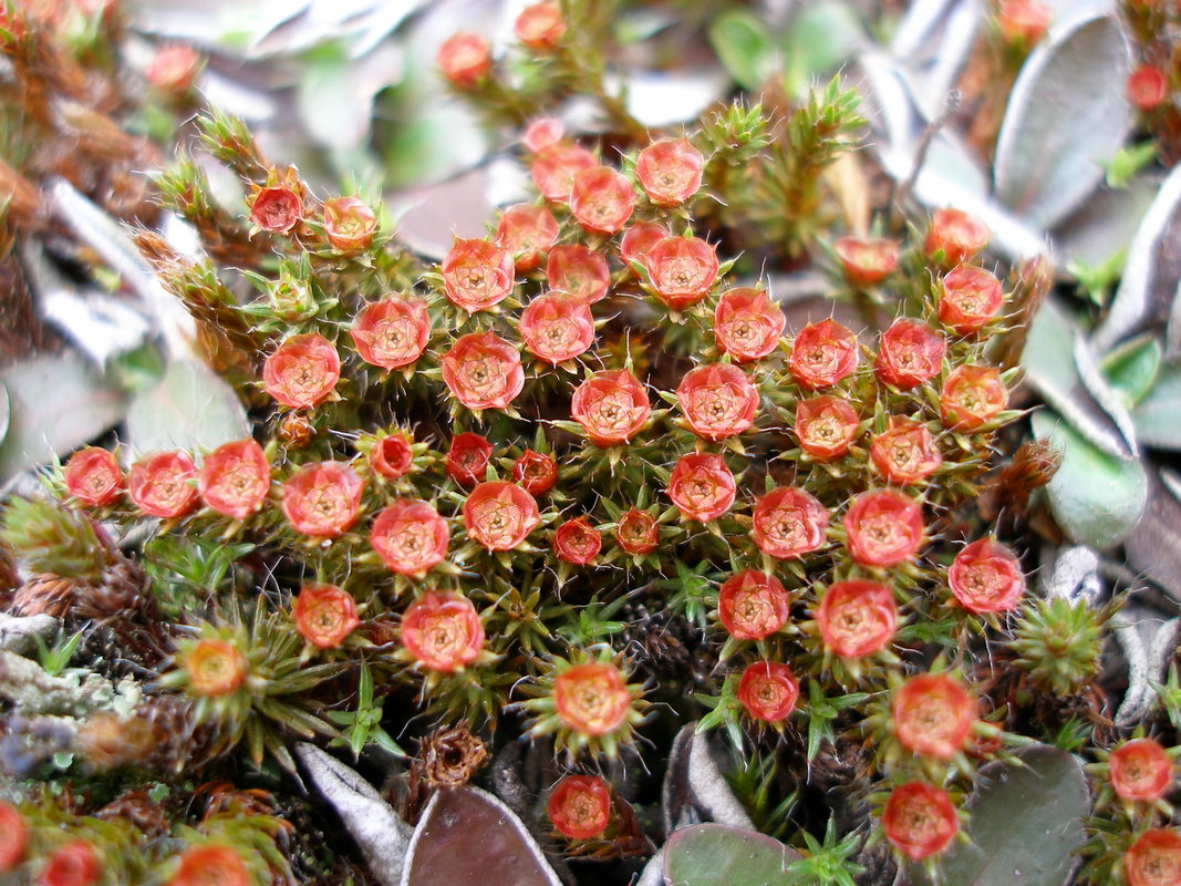 Image of Polytrichum piliferum specimen.