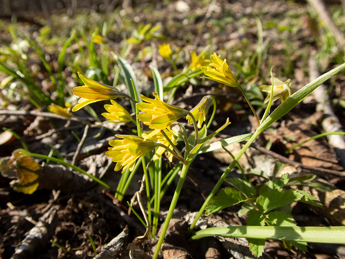 Изображение особи Gagea erubescens.