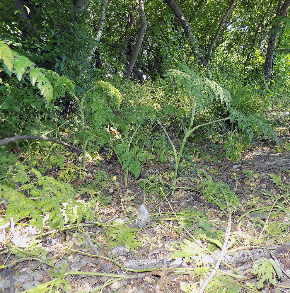 Изображение особи Chaerophyllum bulbosum.