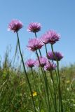 Allium schoenoprasum. Верхушки побегов с соцветиями. Ленинградская обл., Ломоносовский р-н, окр. Шепелёвского маяка; п-ов Каравалдай, валунно-песчаный берег Финского залива, приморский луг. 21.06.2020.