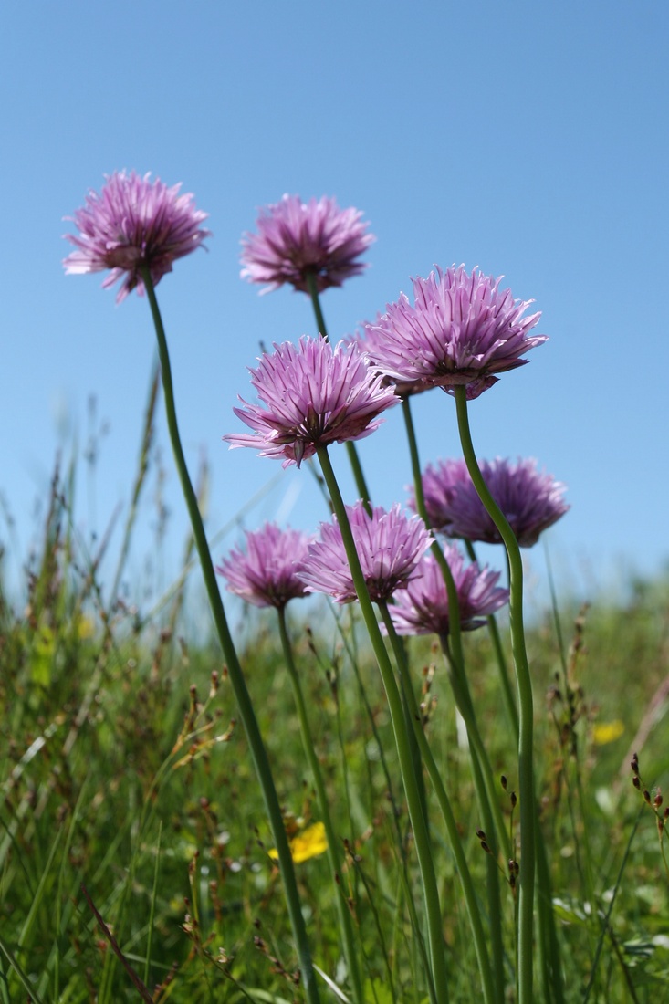 Image of Allium schoenoprasum specimen.