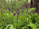 Lathyrus vernus