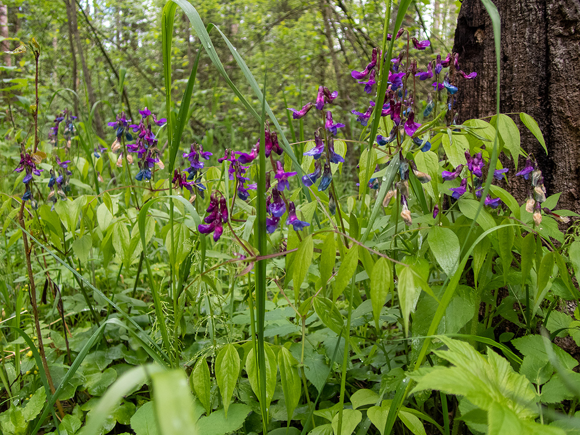 Изображение особи Lathyrus vernus.