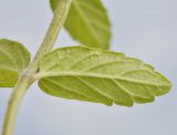 Scutellaria strigillosa. Верхушка побега с листом (абаксиальная сторона). Приморье, Находкинский городской округ, окр. пос. Ливадия, бух. Флотская, песчаный пляж. 18.07.2020.