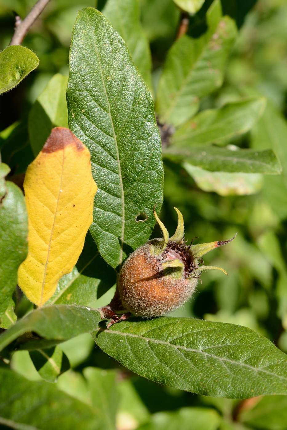 Image of Mespilus germanica specimen.