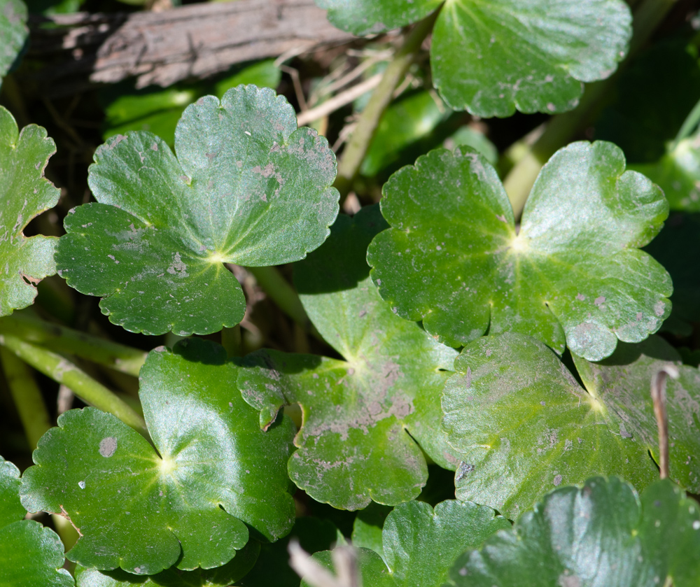 Изображение особи Hydrocotyle ranunculoides.