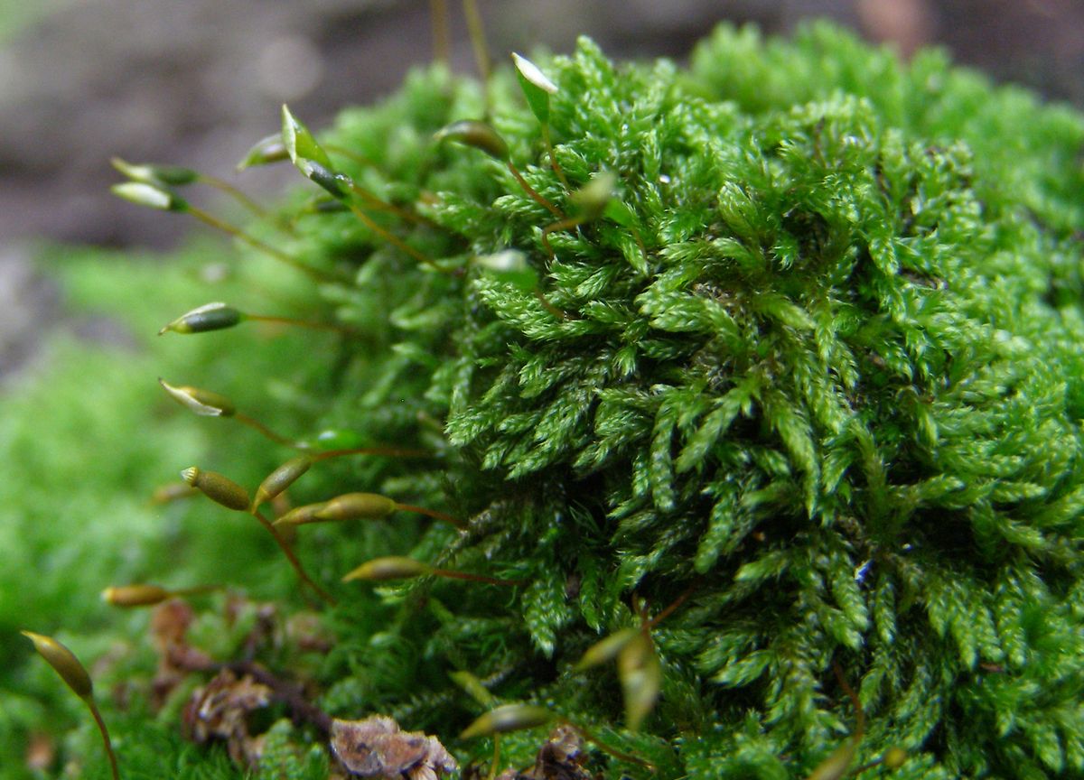 Image of class Bryopsida specimen.