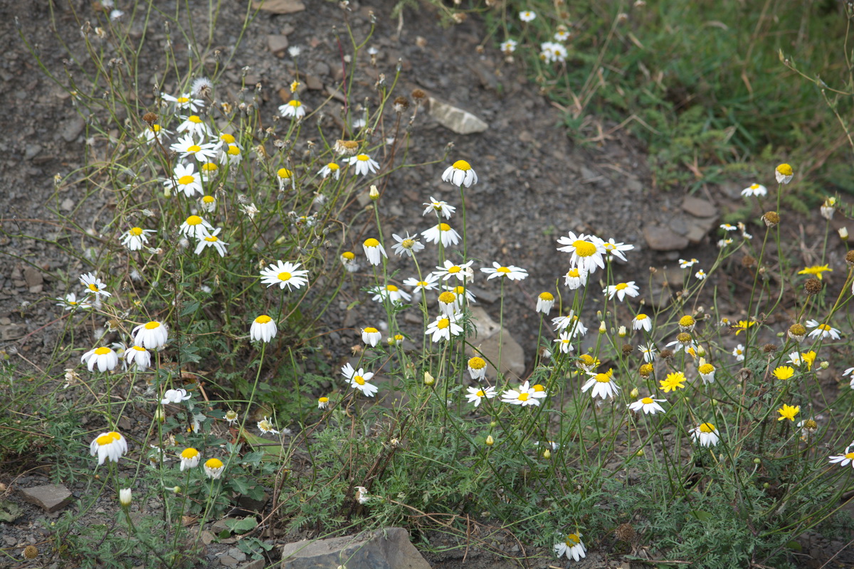 Изображение особи род Anthemis.