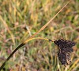 Carex medwedewii