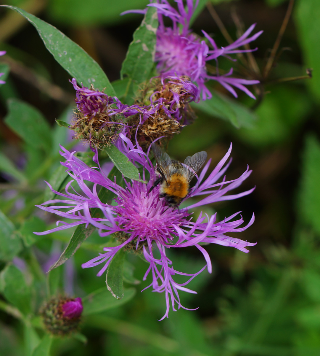 Image of Centaurea phrygia specimen.