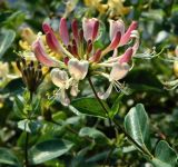 Lonicera periclymenum. Верхушка цветущего побега. Испания, Астурия, окр. г. Луанко, берег Бискайского залива. Июль.