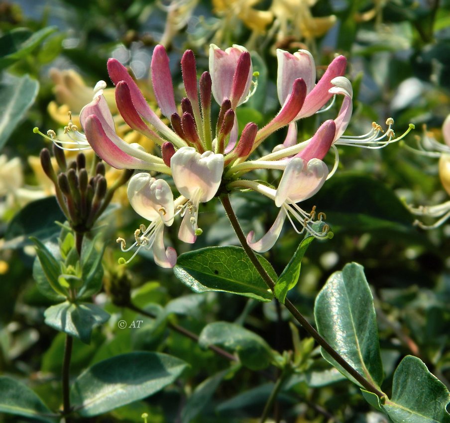 Image of Lonicera periclymenum specimen.