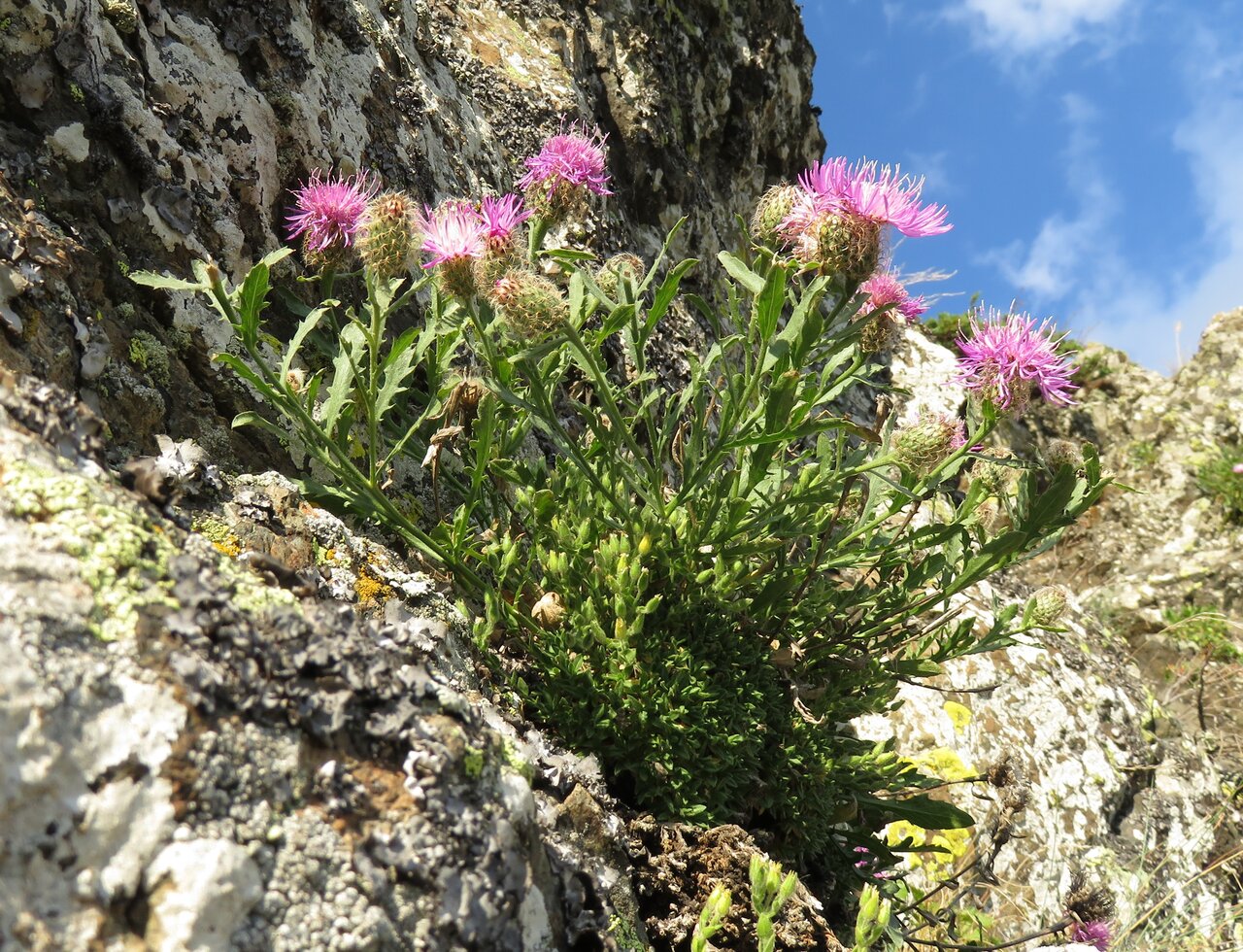 Image of Centaurea kerneriana specimen.