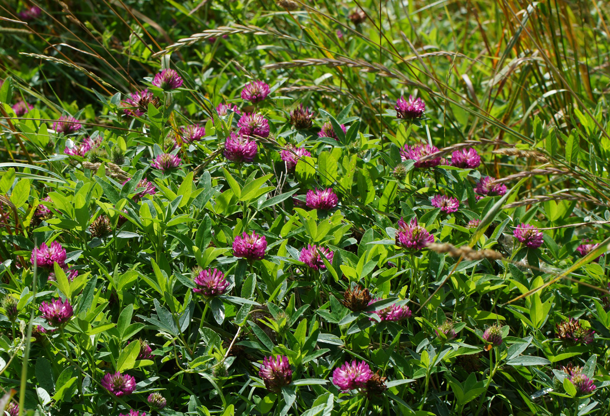 Image of Trifolium medium specimen.