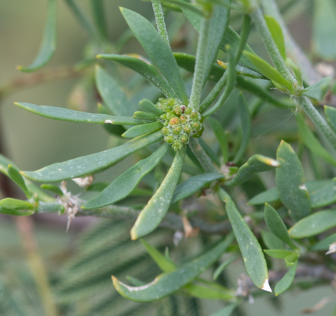 Изображение особи Pollichia campestris.