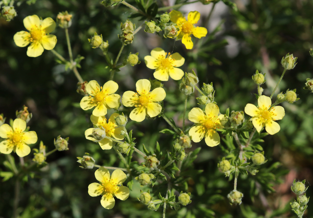 Image of genus Potentilla specimen.