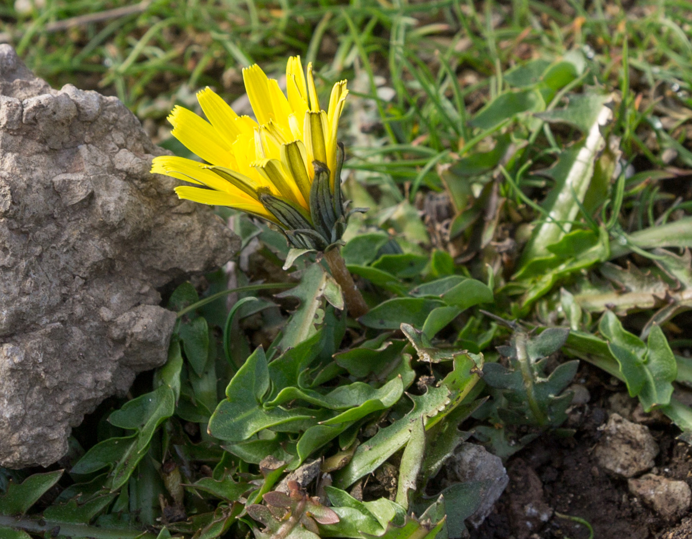 Изображение особи Taraxacum hybernum.