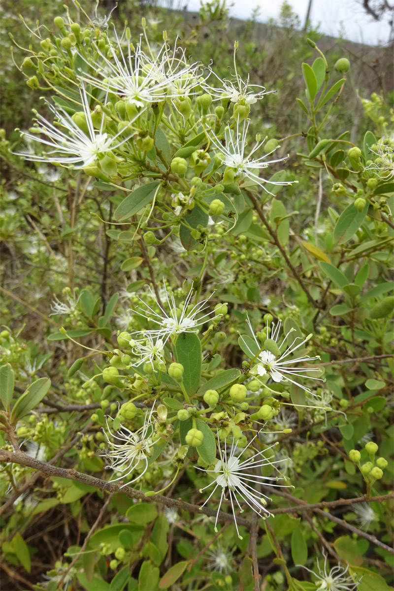 Image of Maerua aethiopica specimen.