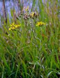 Senecio sarracenicus. Верхушка побега с соцветиями. Смоленская обл., Демидовский р-н, национальный парк \"Смоленское Поозерье\", побережье оз. Сапшо, окраина прибрежного ивняка, у воды. 15.08.2020.