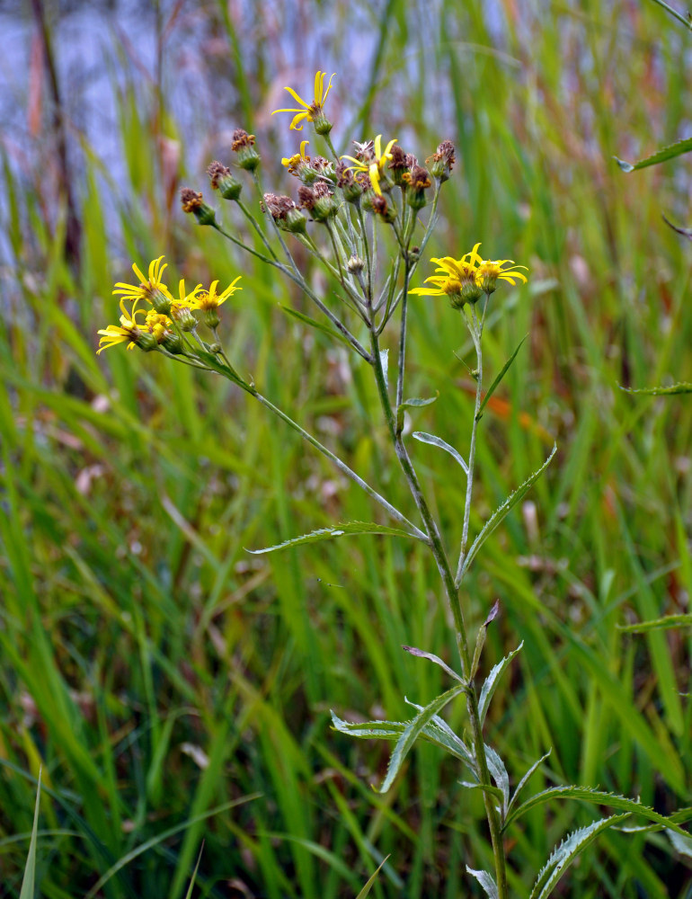 Изображение особи Senecio sarracenicus.