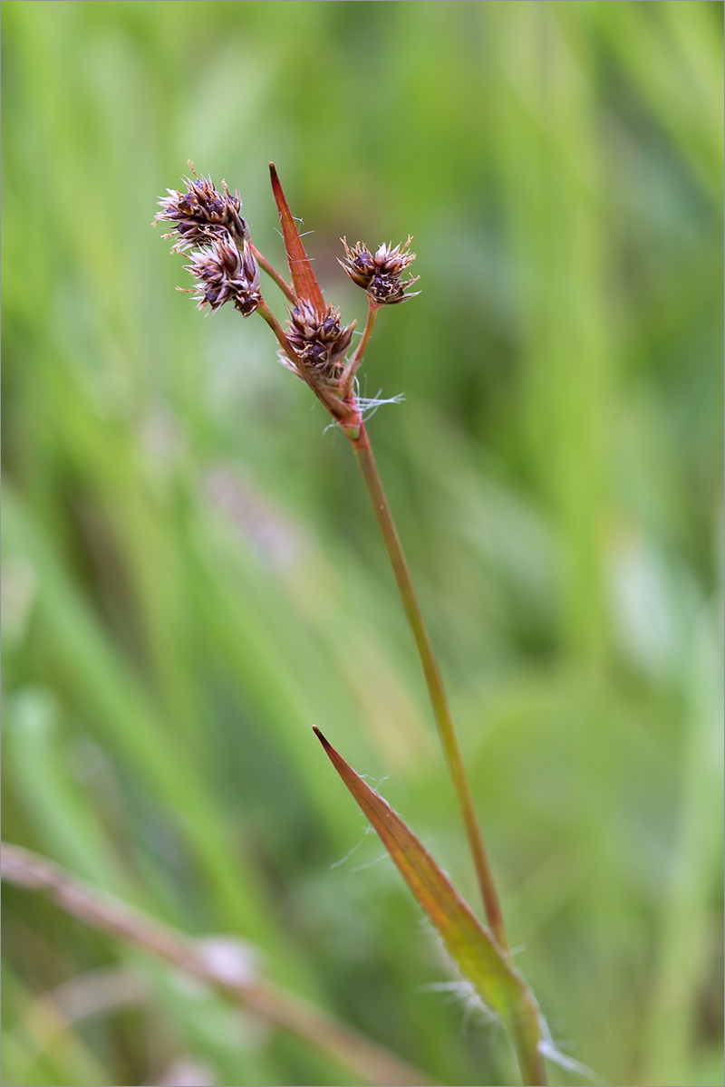 Image of Luzula multiflora specimen.