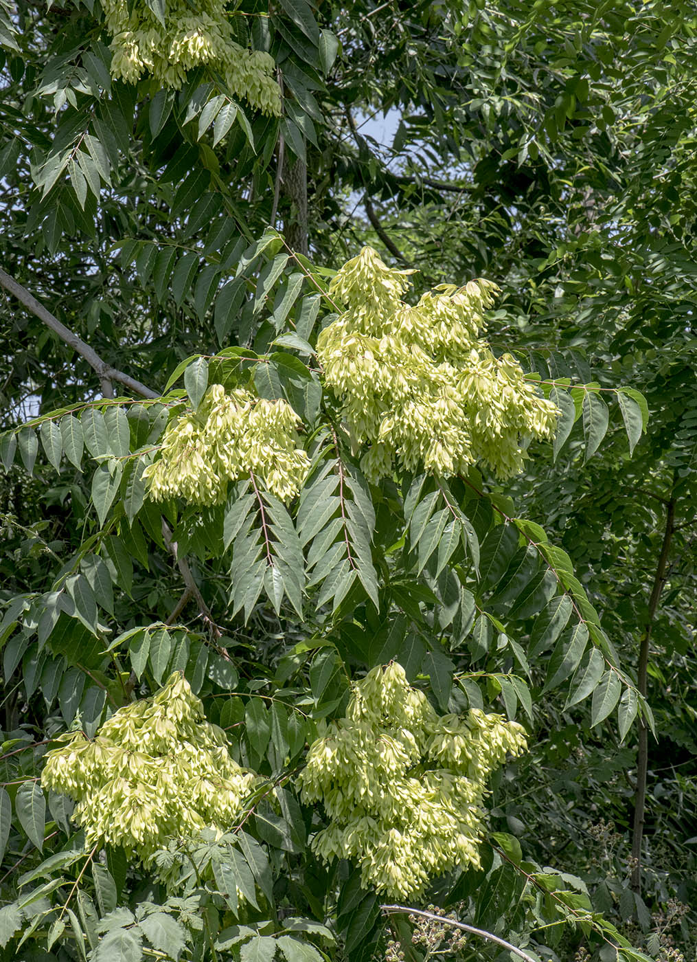 Изображение особи Ailanthus altissima.