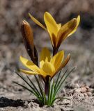 Crocus korolkowii