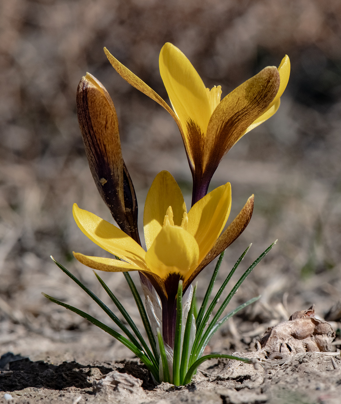 Изображение особи Crocus korolkowii.