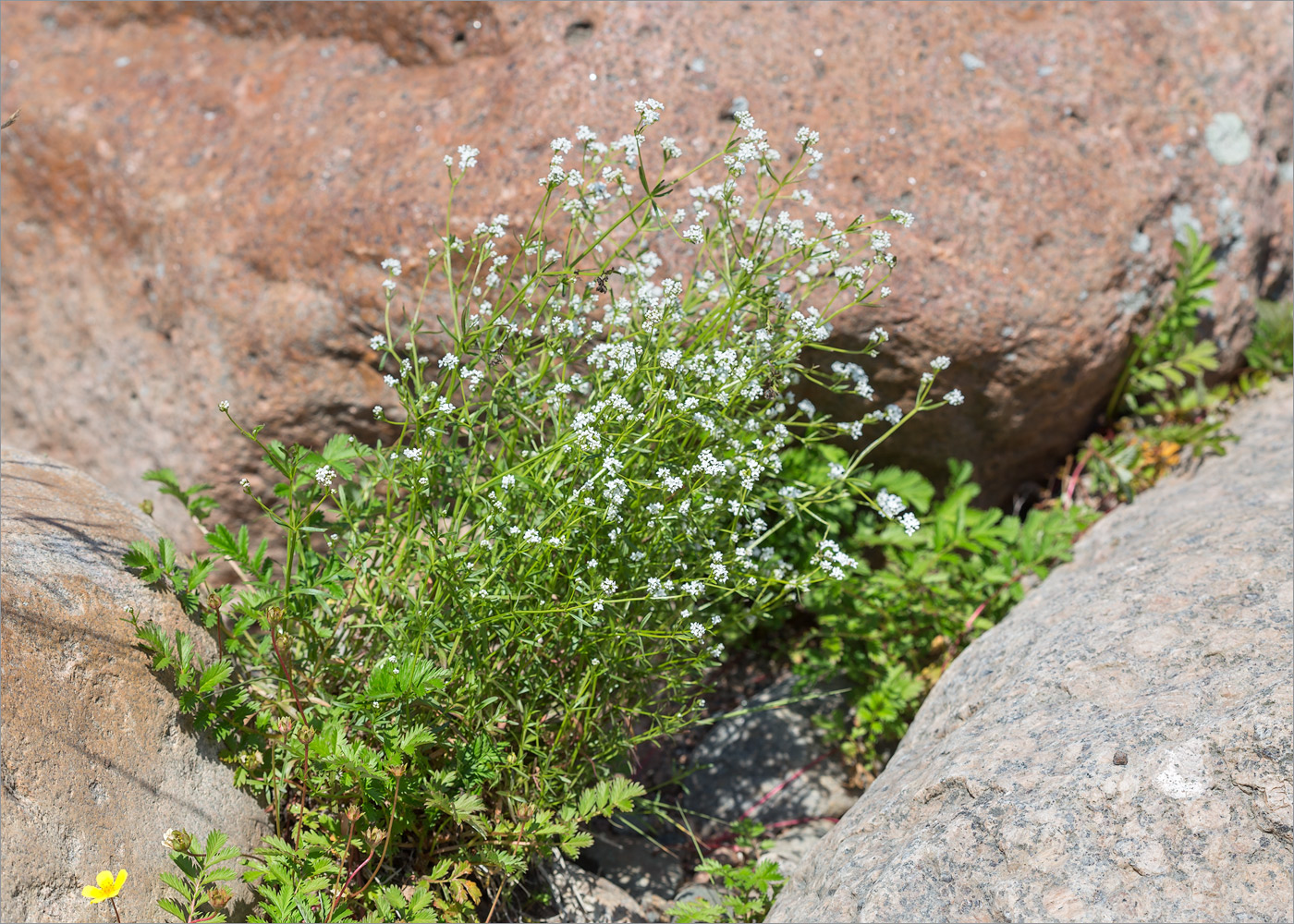 Изображение особи род Galium.