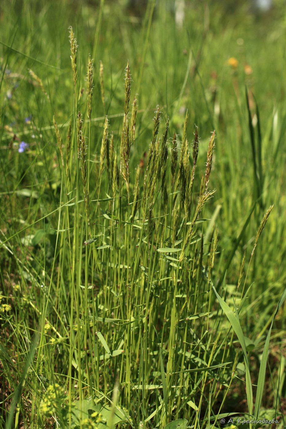 Image of Anthoxanthum odoratum specimen.