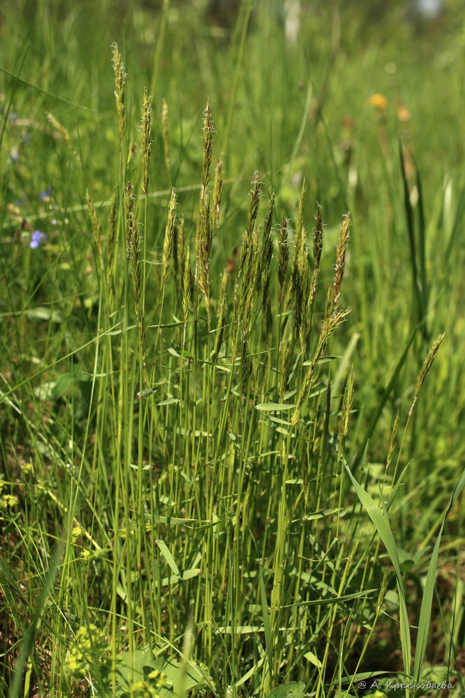 Изображение особи Anthoxanthum odoratum.