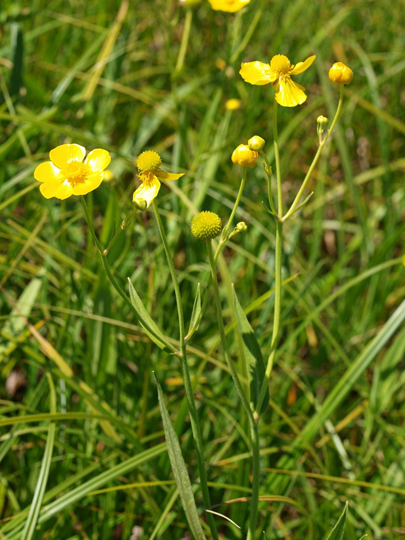 Image of Ranunculus lingua specimen.