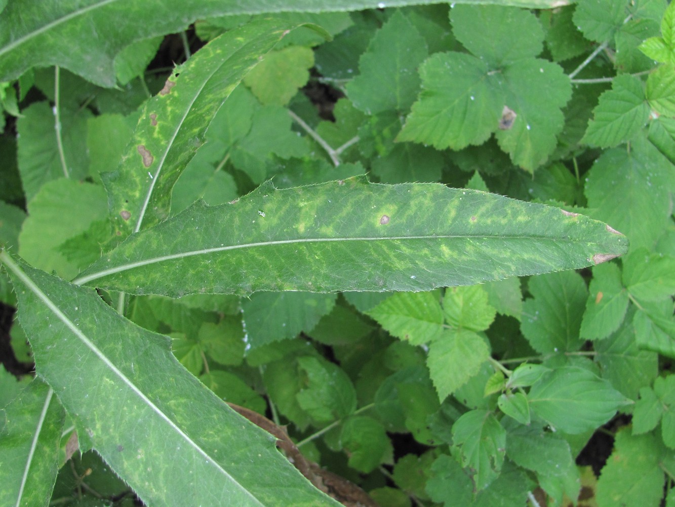 Image of Cirsium setosum specimen.