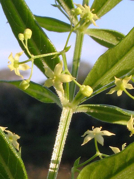 Image of Rubia tatarica specimen.