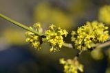 Cornus mas