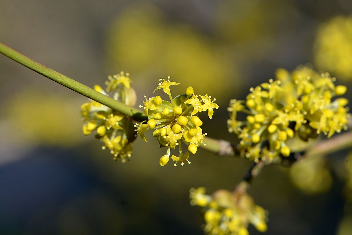 Изображение особи Cornus mas.