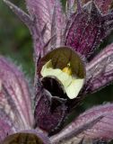 Acanthus syriacus. Цветок. Израиль, Нижняя Галилея, г. Верхний Назарет, склон юго-западной экспозиции. 01.04.2021.