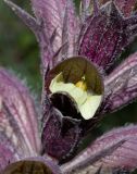 Acanthus syriacus