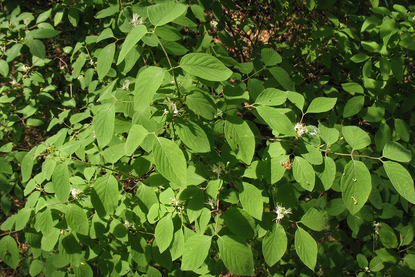 Image of Lonicera xylosteum specimen.