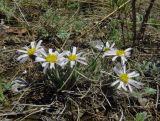 Arctogeron gramineum