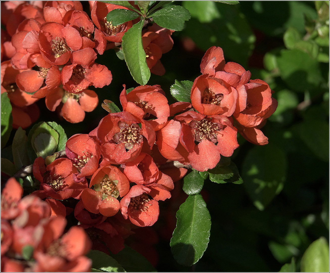 Image of Chaenomeles japonica specimen.