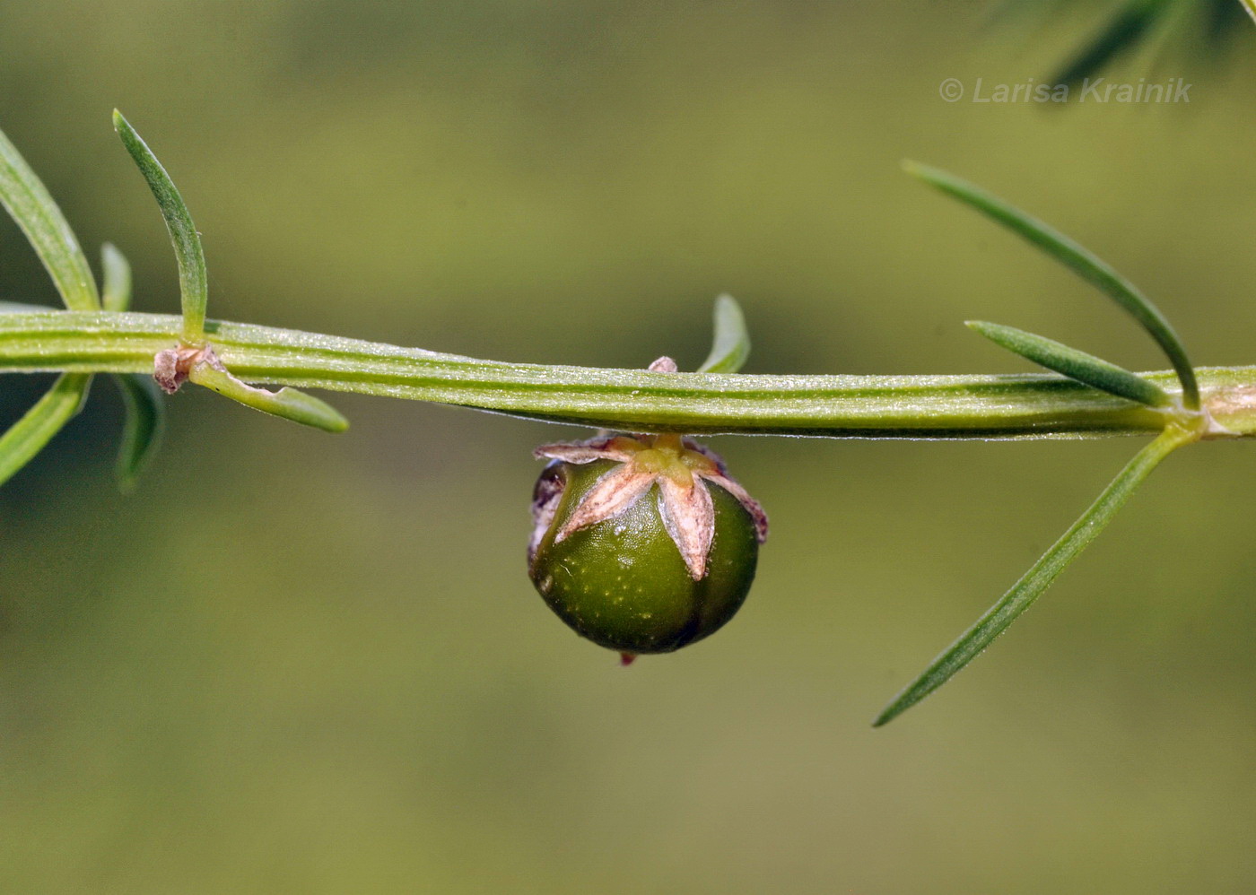 Image of Asparagus schoberioides specimen.