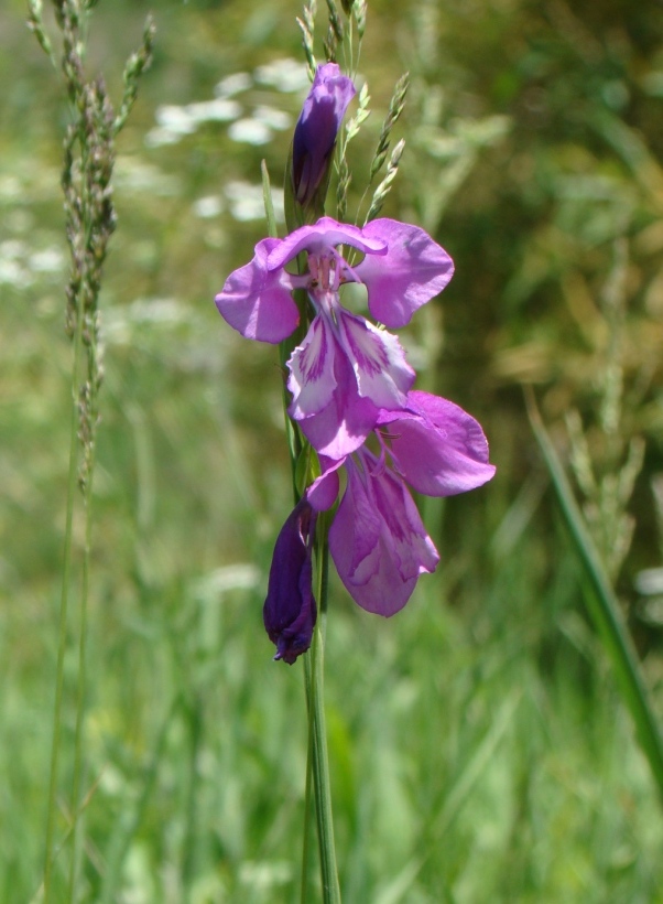 Image of Gladiolus kotschyanus specimen.