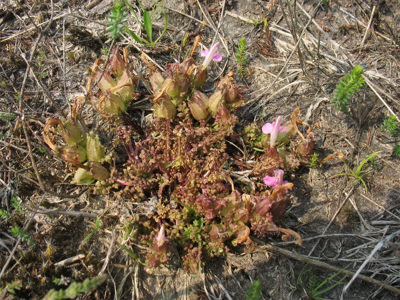 Image of Pedicularis sylvatica specimen.