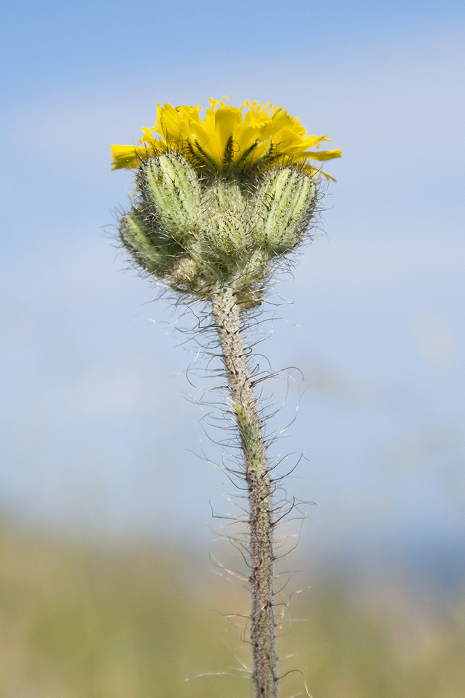 Image of Pilosella echioides specimen.