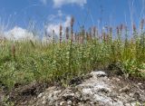 Thymus pulchellus. Плодоносящие растения. Краснодарский край, Мостовской р-н, окр. пгт Псебай, хр. Герпегем, обнажение гипса на склоне горы. 19.08.2021.