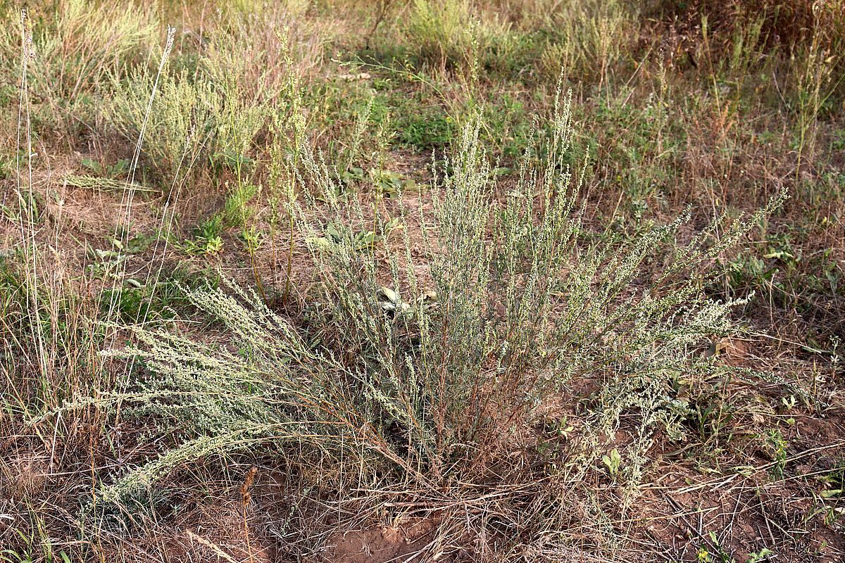 Image of Artemisia marschalliana specimen.