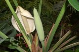 Monstera deliciosa