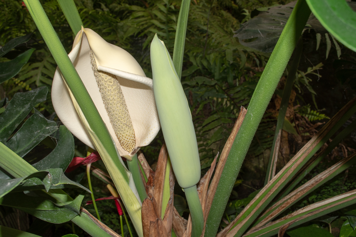 Изображение особи Monstera deliciosa.